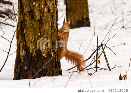 beautiful squirrel on the snow eating a nut 133118426