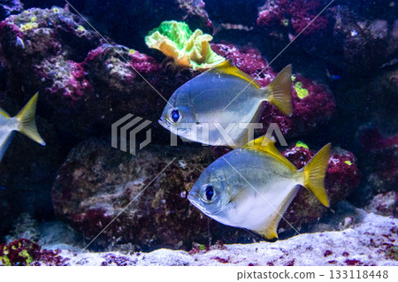 beautiful fish Monodactylus argenteus 133118448