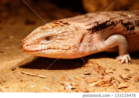 Beautiful blue-eyed skink lizard, tiliqua scincoides 133118478