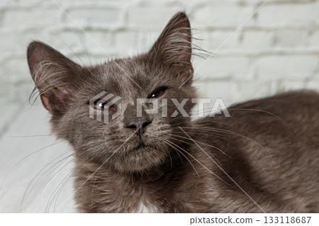 Beautiful gray cat on a brick wall background Beautiful gray cat on a brick wall background 133118687