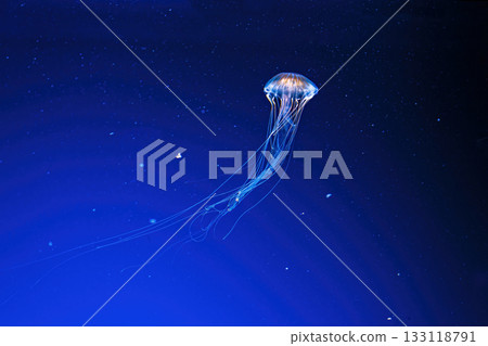 macro photography underwater northern sea nettle or brown jellyfish jellyfish macro photography underwater northern sea nettle or brown jellyfish jellyfish 133118791