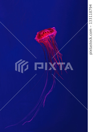 Shooting macro Chrysaora pacifica underwater Shooting macro Chrysaora pacifica underwater 133118794