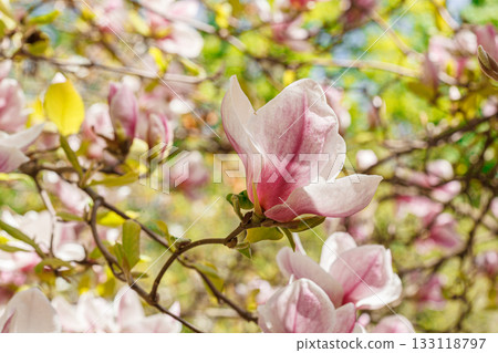beautiful magnolia bloom against the blue sky 133118797