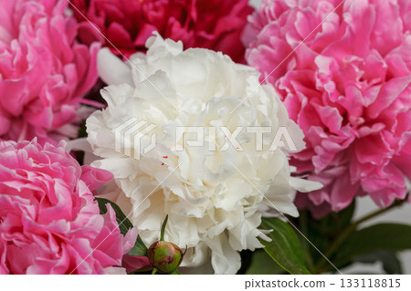 beautiful peonies on a white background beautiful peonies on a white background 133118815