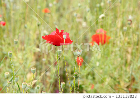 Beautiful flowers red poppies 133118828
