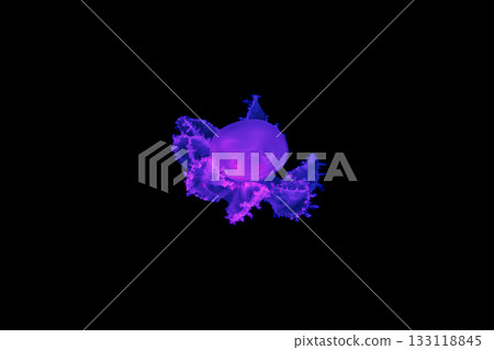 underwater shot of beautiful Marbled Jellyfish / Lychnorhiza Lucerna underwater shot of beautiful Marbled Jellyfish / Lychnorhiza Lucerna 133118845