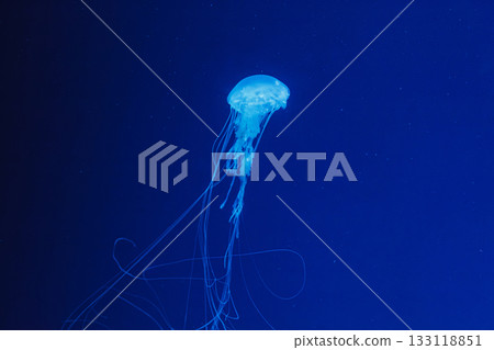 underwater shot of beautiful Chrysaora quinquecirha 133118851