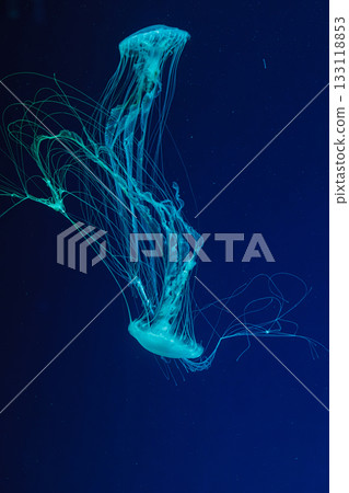 underwater shot of beautiful Chrysaora quinquecirha 133118853