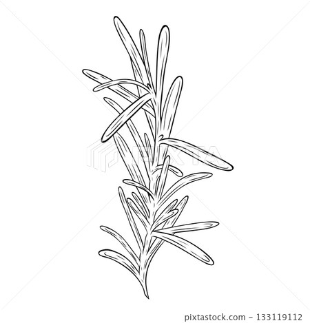 Monochrome botanical fragrant herb drawing of rosemary plant isolated on white background. Graphic hand drawn ink vector Monochrome botanical fragrant herb drawing of rosemary plant isolated on white background. Graphic hand drawn ink vector 133119112