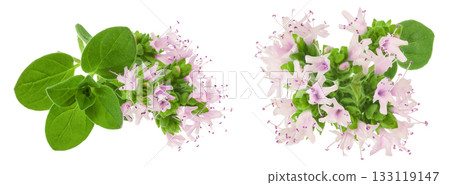 blooming oregano isolated on white background blooming oregano isolated on white background 133119147