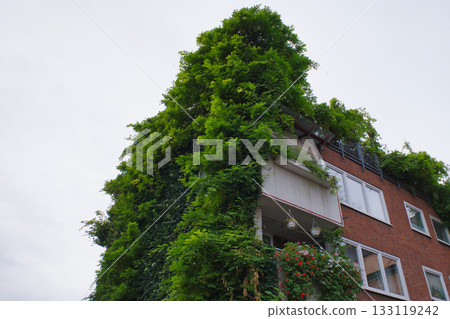 Lush green vines cover a modern building in an urban area during a cloudy day Lush green vines cover a modern building in an urban area during a cloudy day 133119242