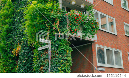Vibrant balcony garden draped in greenery on a brick building in a quiet urban neighborhood 133119244