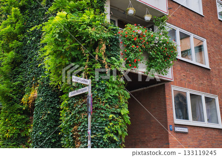 Green vines and colorful flowers adorn building exterior in urban setting Green vines and colorful flowers adorn building exterior in urban setting 133119245