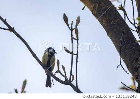 Peaceful Scene of Vigilant Bird Among Spring Branches in Natural 133119248