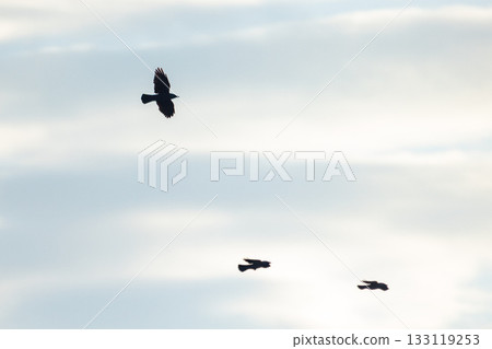 Solitary black bird surveys suburban rooftops beneath overcast 133119253