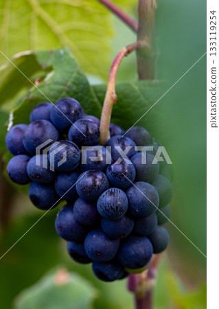 Reims, Marne, Grand-Est, France, August, 28th, 2025, Champagne Area, Detailed macro shot capturing 133119254