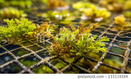 Vibrant algae growing on an underwater mesh structure, sustainable marine aquaculture close-up 133119384