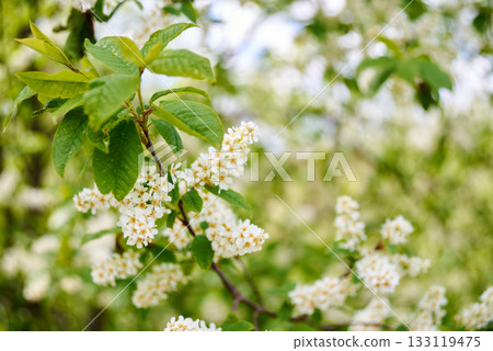 A branch of blooming bird cherry with white flowers. Green leaves against a blurred background A branch of blooming bird cherry with white flowers. Green leaves against a blurred background 133119475