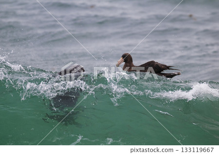 Giant Petrel , Peninsula Valdes, Unesco World heritage site, Chubut Province, Patagonia, Argentina. 133119667