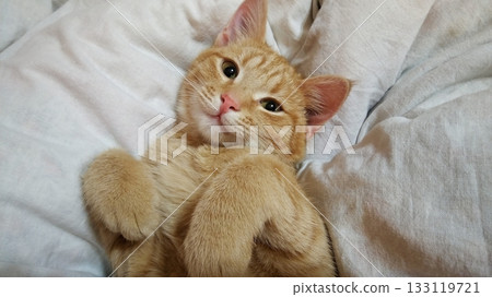 A cat is laying on a bed with its head tilted to the side. A cat is laying on a bed with its head tilted to the side. 133119721