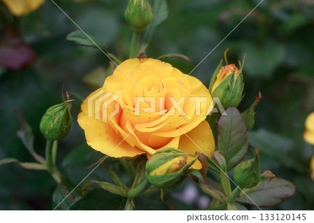 A detailed close-up of a beautiful yellow rose in bloom with buds and a small insect on a petal, surrounded by green leaves. A natural garden scene with a dark green, soft-focus background. A detailed close-up of a beautiful yellow rose in bloom with buds and a small insect on a petal, surrounded by green leaves. A natural garden scene with a dark green, soft-focus background. 133120145