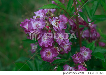 A detailed close-up of a beautiful cluster of small pink and white flowers on a green stem, with a blurred dark green background. Natural and delicate. 133120168