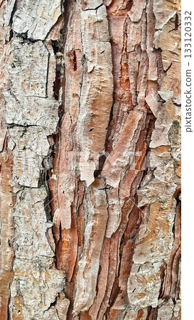 Detailed full-frame close-up of rough, textured tree bark in shades of brown and gray, with cracks 133120332