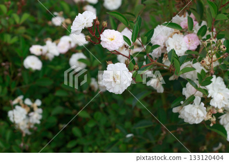 Delicate White and Light Pink Roses Blooming in Garden 133120404