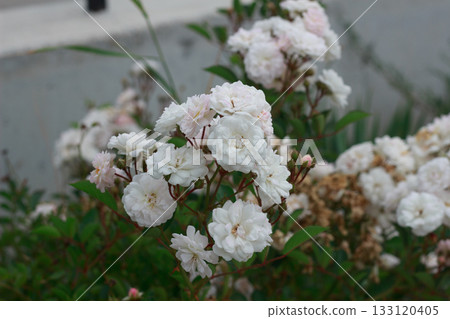 Delicate White and Light Pink Roses Blooming in Garden Delicate White and Light Pink Roses Blooming in Garden 133120405