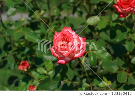 A vibrant, close-up shot of deep red roses in full bloom A vibrant, close-up shot of deep red roses in full bloom 133120413