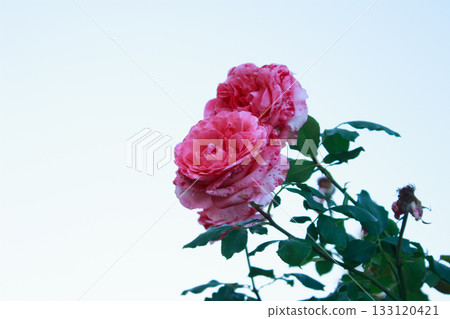 Close-up of pink rose with delicate petals in garden 133120421
