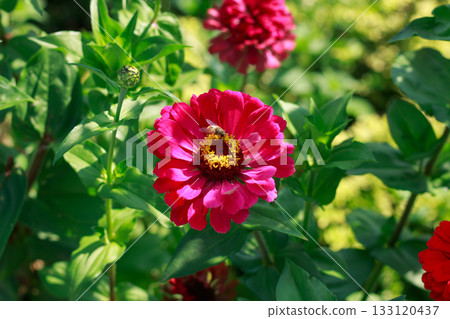 Vibrant Red Zinnia Flower in Summer Garden Sunlight 133120437