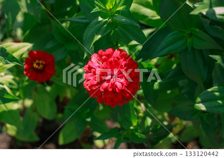 Vibrant Red Zinnia Flower in Summer Garden Sunlight 133120442