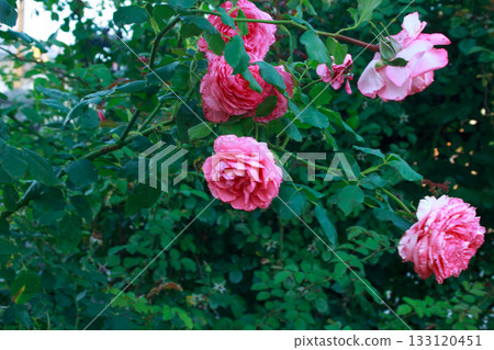 Close-up of pink rose with delicate petals in garden Close-up of pink rose with delicate petals in garden 133120451