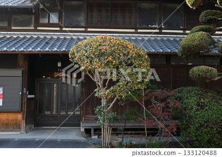 An alleyway where osmanthus flowers bloom 133120488