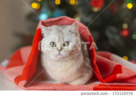 Cute gray cat wrapped in red blanket by christmas tree 133120559