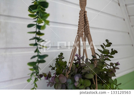 Hanging eucalyptus plant in macrame holder against wooden wall interior Hanging eucalyptus plant in macrame holder against wooden wall interior 133120563