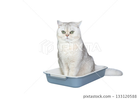 Adorable grey cat sitting in a tray on white background 133120588