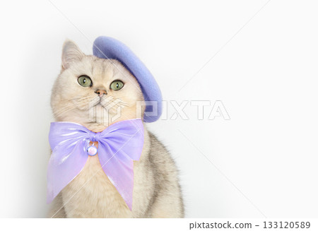 Charming cat in lavender beret and bowtie against white background Charming cat in lavender beret and bowtie against white background 133120589