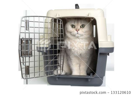 Fluffy cat sitting in open pet carrier with latch door Fluffy cat sitting in open pet carrier with latch door 133120610