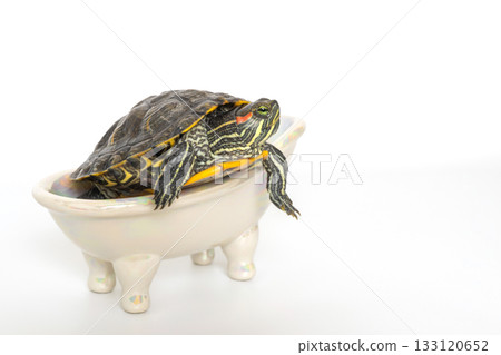 Red-eared slider turtle relaxing on miniature bathtub with white background Red-eared slider turtle relaxing on miniature bathtub with white background 133120652