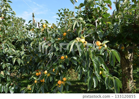 Persimmon tree Shonai, Yamagata Prefecture 133120855