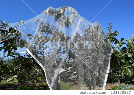 Persimmon tree Shonai, Yamagata Prefecture Persimmon tree Shonai, Yamagata Prefecture 133120857