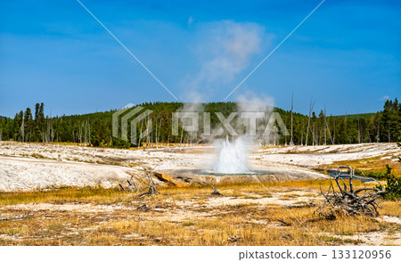 View of Cliff Geyser erupting in Yellowstone National Park's Black Sand Basin. The geyser sprays water and steam, surrounded by mineral deposits and a pine forest 133120956