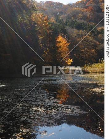 A swamp bathed in light (20251108112414) 133121087