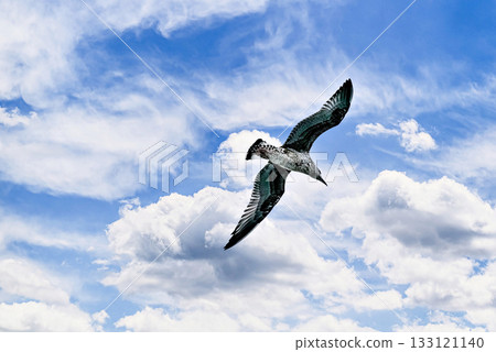 seabird, seagull, bird 133121140