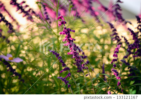 墨西哥鼠尾草和波斯菊 墨西哥鼠尾草和波斯菊 133121167