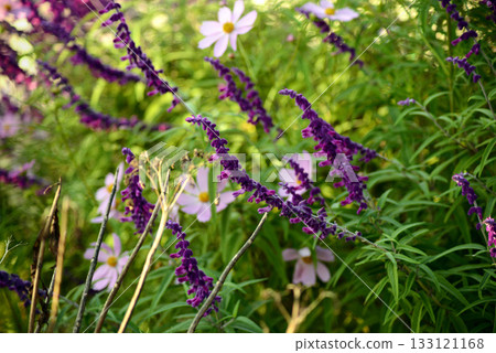 Mexican sage and cosmos 133121168