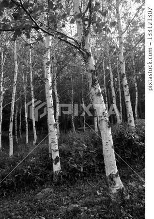 White birch forest White birch forest 133121307