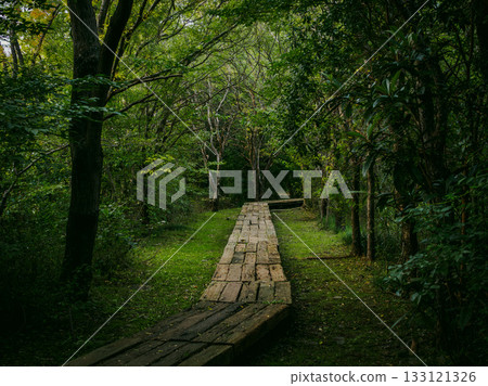 A mountain path with branching boardwalks: A forest landscape symbolizing a crossroads in life 133121326